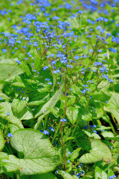 brunnera