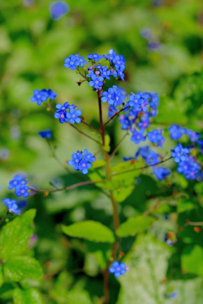brunnera