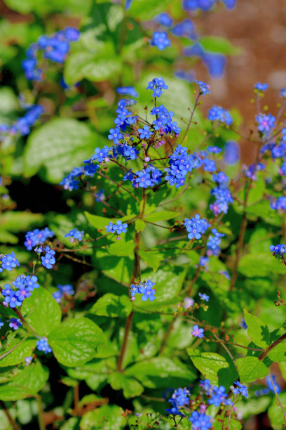 brunnera