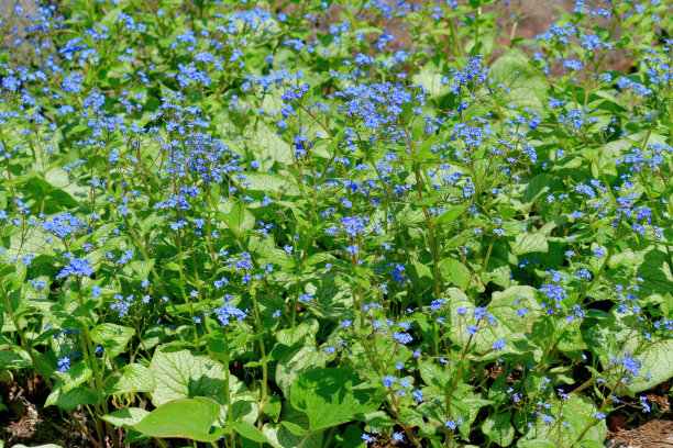brunnera