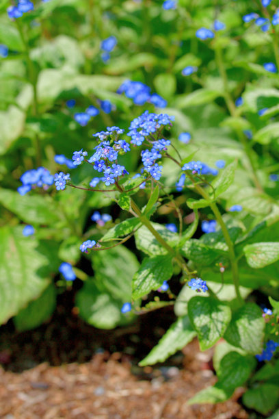 brunnera
