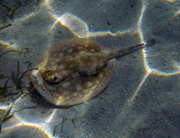 stingray