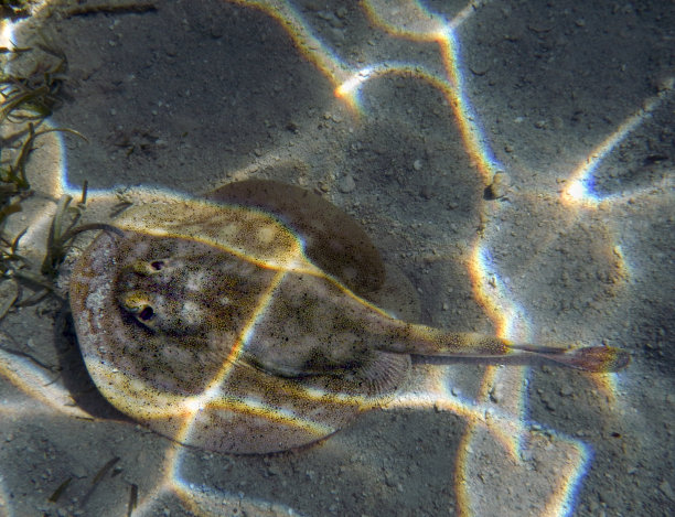 stingray