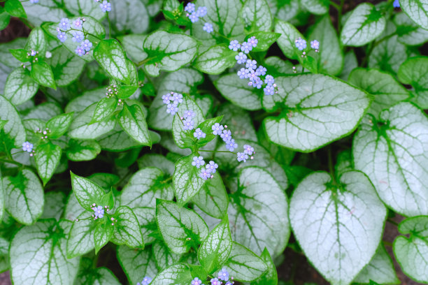 brunnera