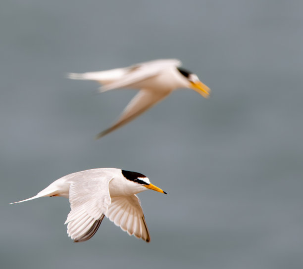 小tern