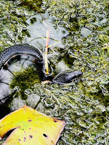 natrix