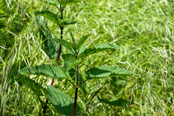 nettles