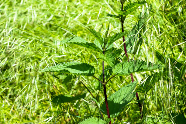 nettles