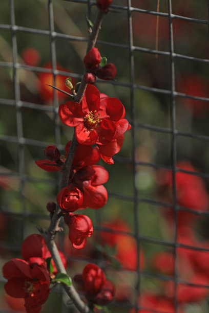chaenomeles