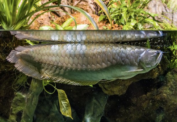 arowana