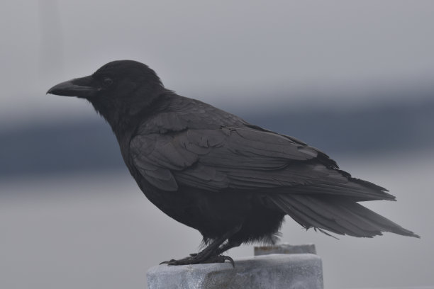 raven