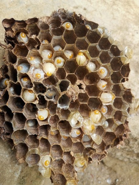 蜂蛹蛋