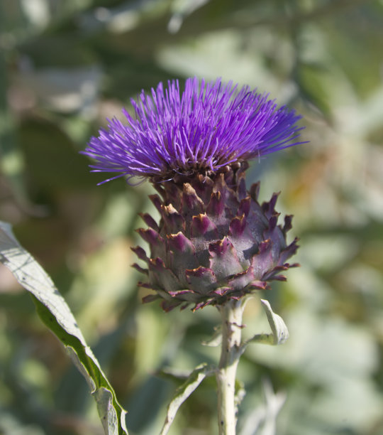 artichoke