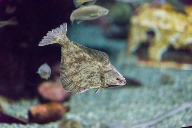 plaice