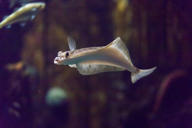 plaice