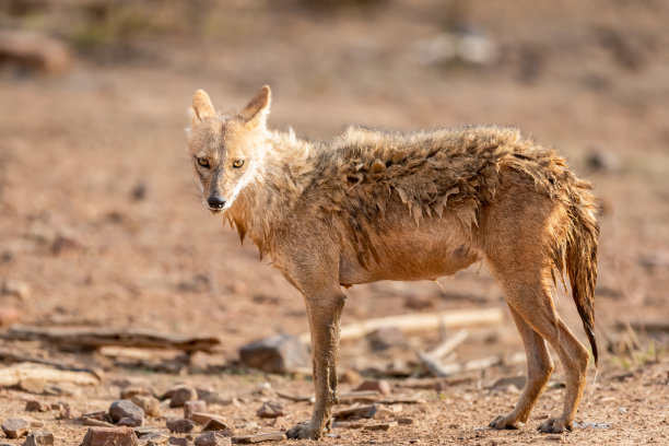 jackal