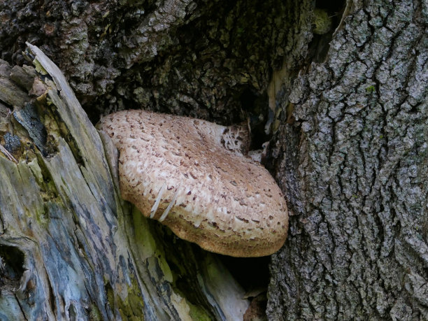 gills