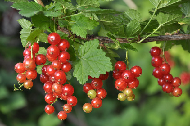 redcurrant