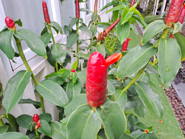costus