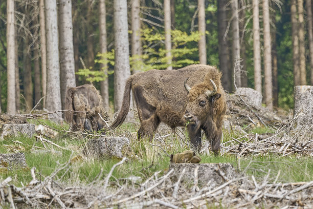 bison