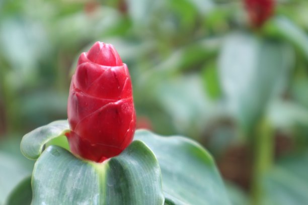 costus