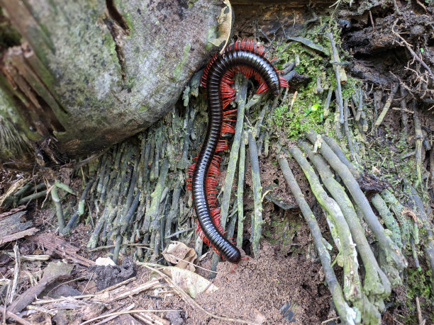 millipede