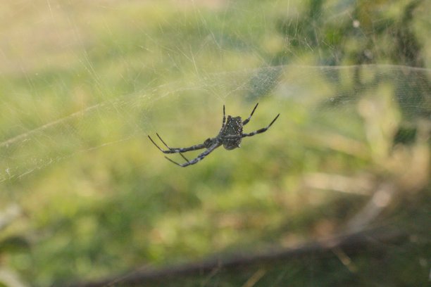 arachnid