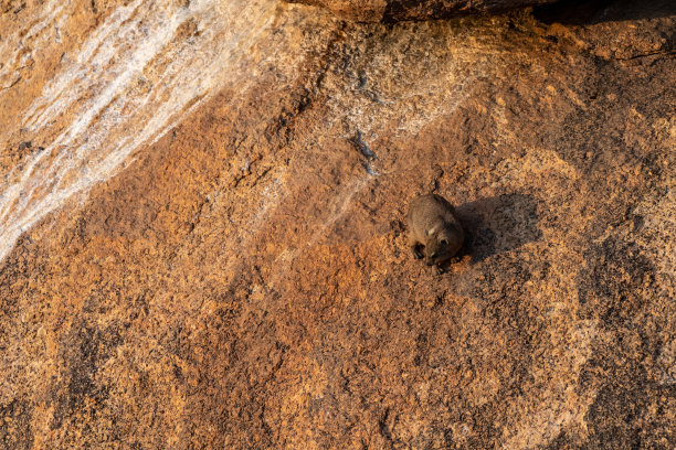 hyracoidea