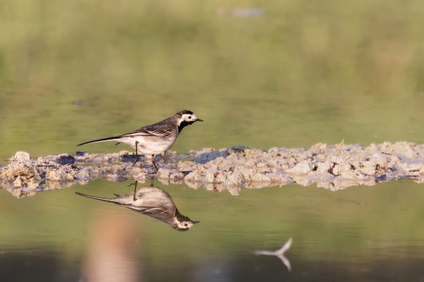 wagtail