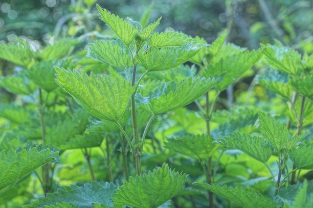 nettles