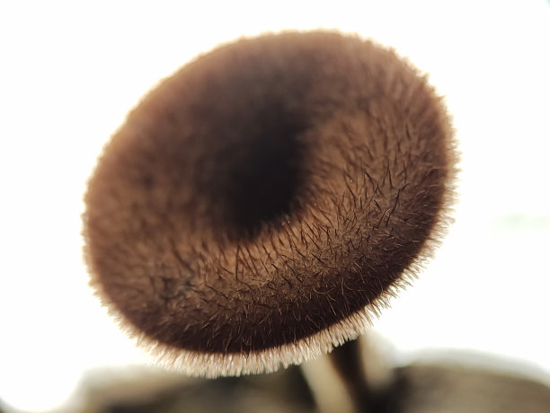 gills