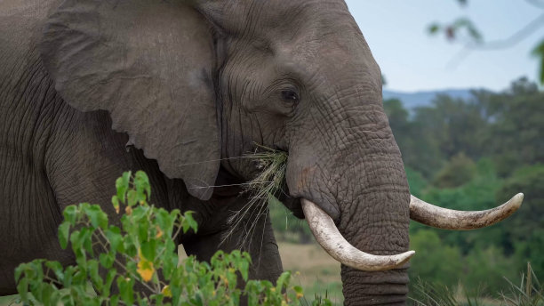ivory