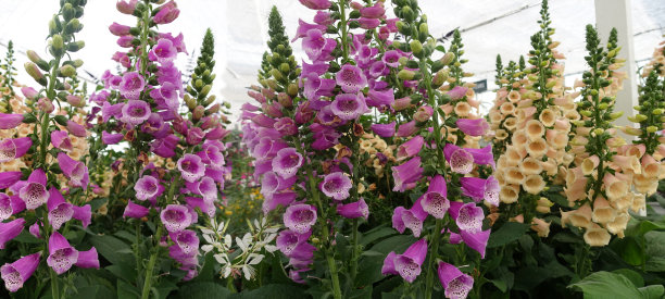 digitalis