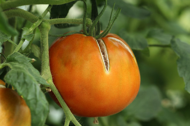 solanum