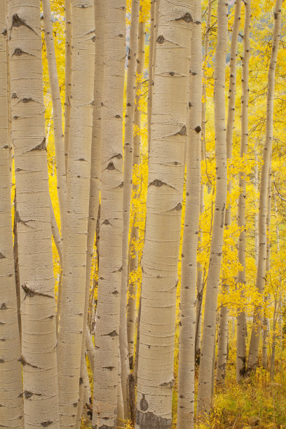 aspen