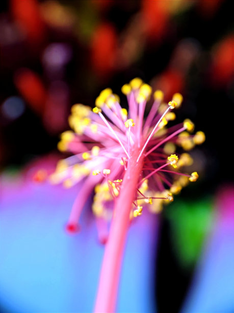 stamens