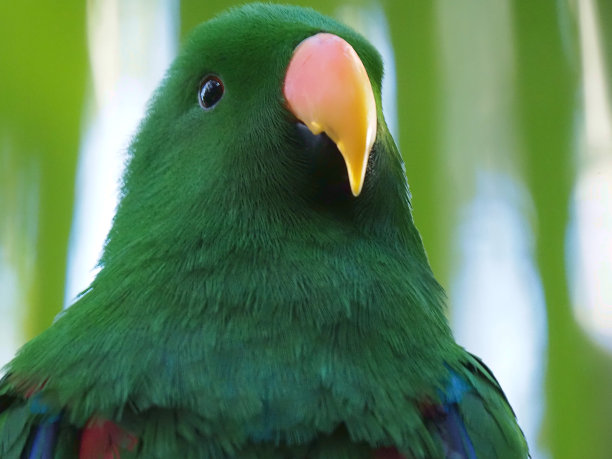 eclectus