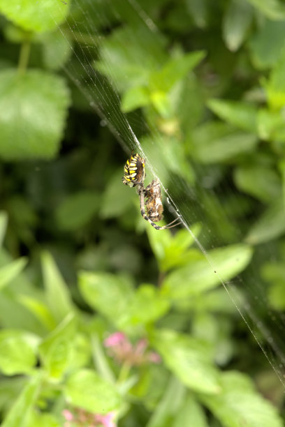 argiope