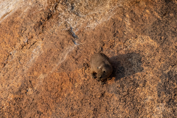 hyracoidea