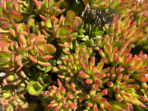 crassula