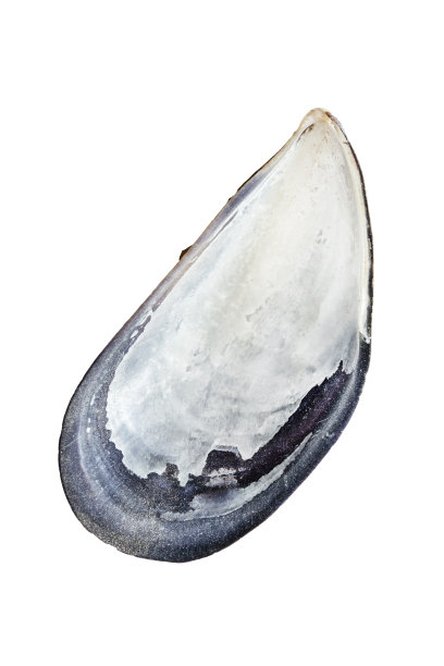 tridacna