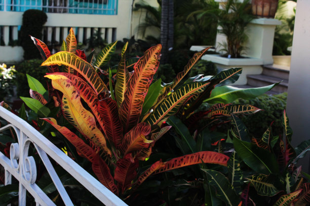 codiaeum