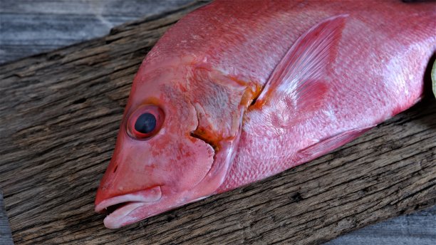 snapper
