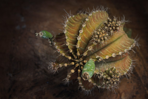 gymnocalycium