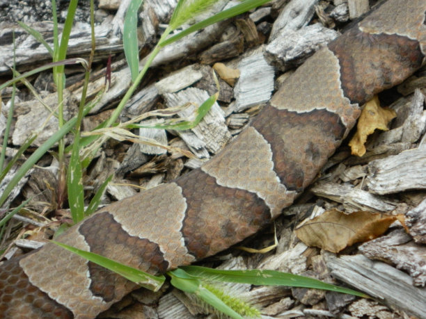 copperhead