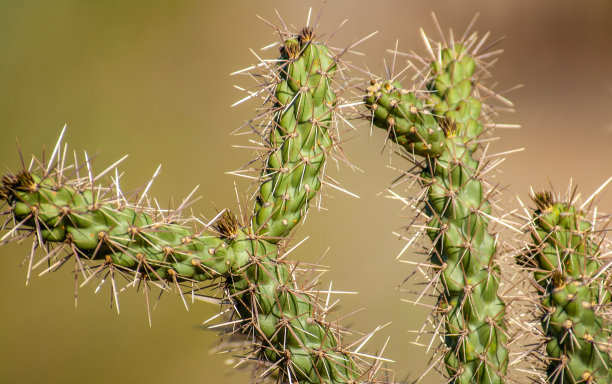 cholla