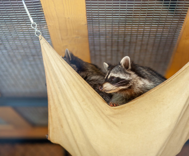 captivity