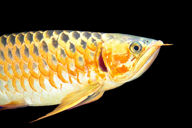 arowana