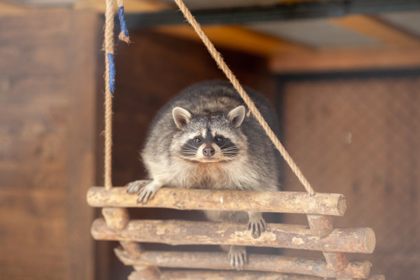 captivity