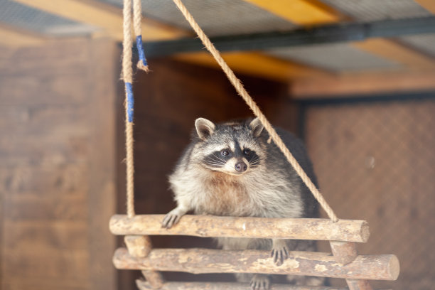 captivity